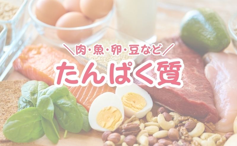 ベースブレッド＞たんぱく質量で比較